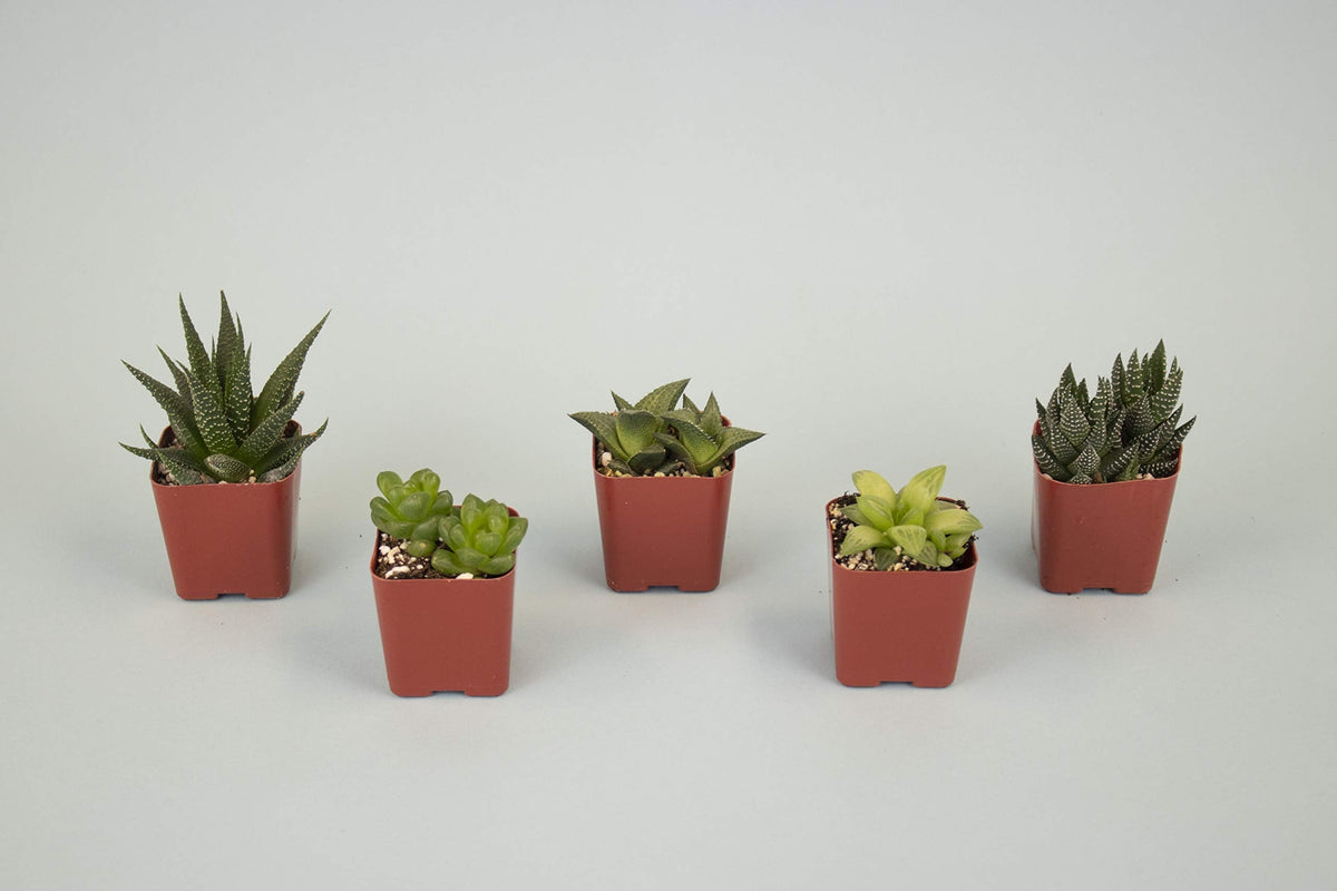 Shop Succulents | Haworthia Collection | Assortment of Hand Selected, Fully Rooted Alluring Miniature Aloe Live Indoor Succulent Plants, 5-Pack